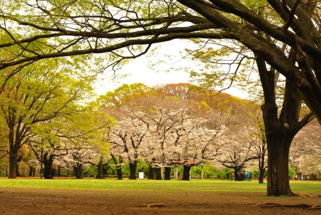 代々木公園のお花見